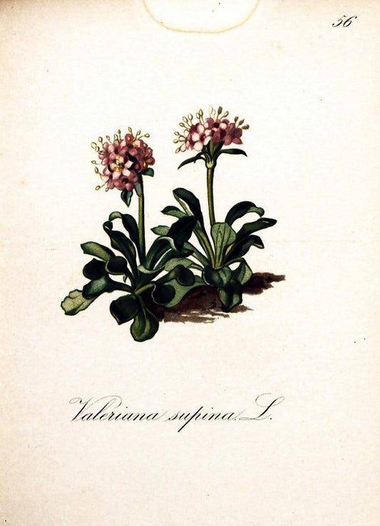 Die Alpenpflanzen nach der Natur gemalt /.Prag :F. Tempsky,1879-1884.  | Alps Botany "Mountain plants" "Pictorial works" "United States Geological Survey" | Vintage Print Reproduction 470343