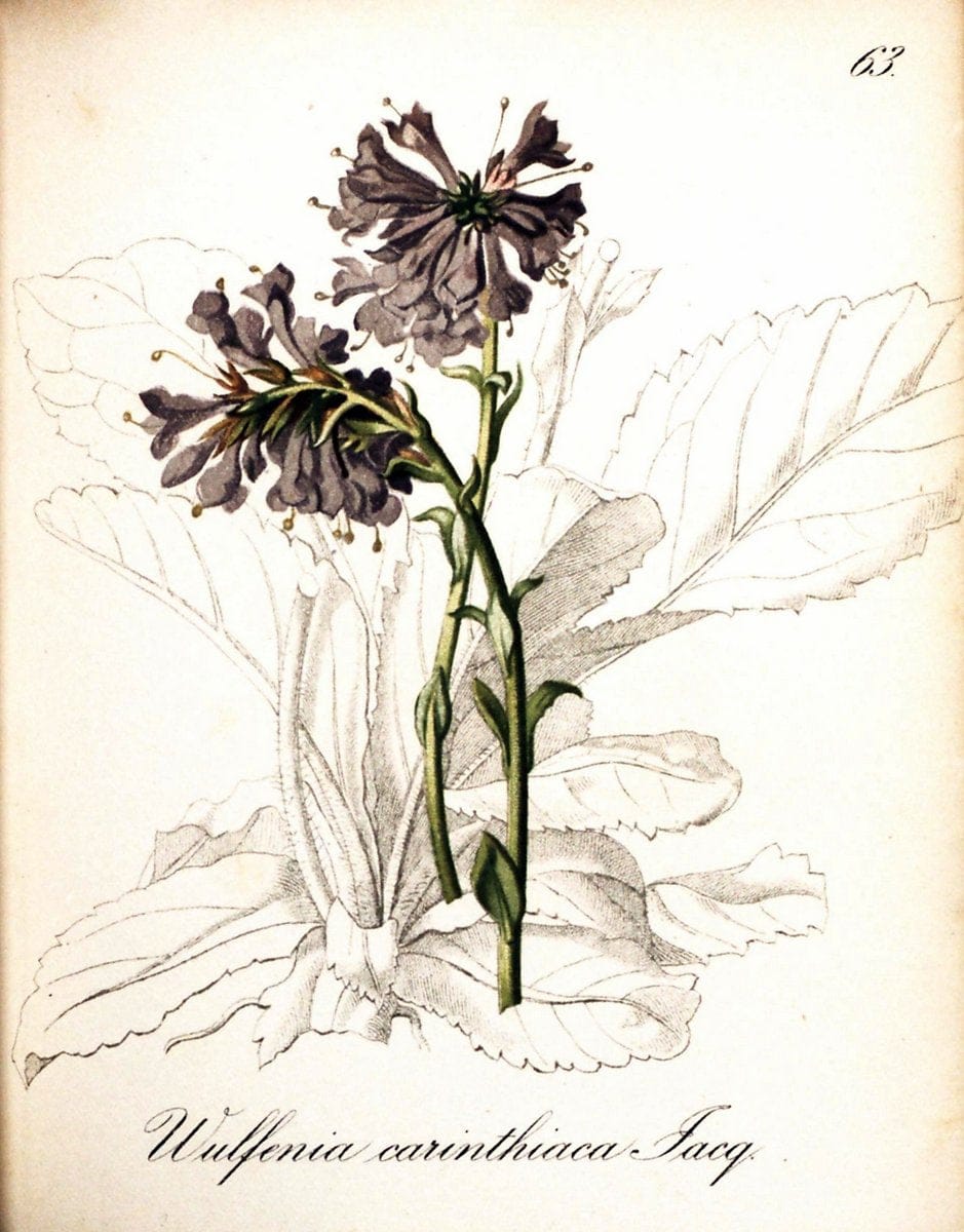 Die Alpenpflanzen nach der Natur gemalt /.Prag :F. Tempsky,1879-1884. | Alps Botany "Mountain plants" "Pictorial works" "United States Geological Survey" | Vintage Print Reproduction 470344