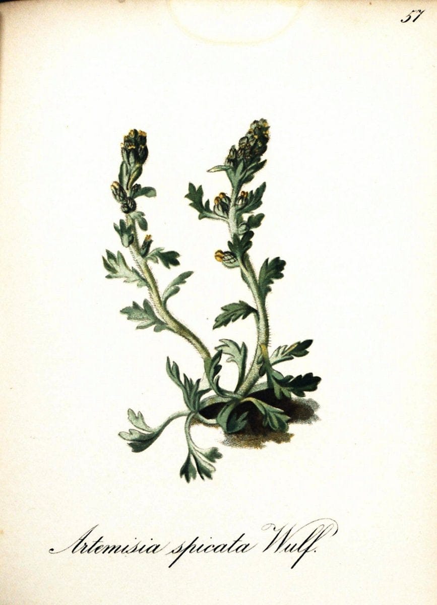 Die Alpenpflanzen nach der Natur gemalt /.Prag :F. Tempsky,1879-1884.  | Alps Botany "Mountain plants" "Pictorial works" "United States Geological Survey" | Vintage Print Reproduction 470345