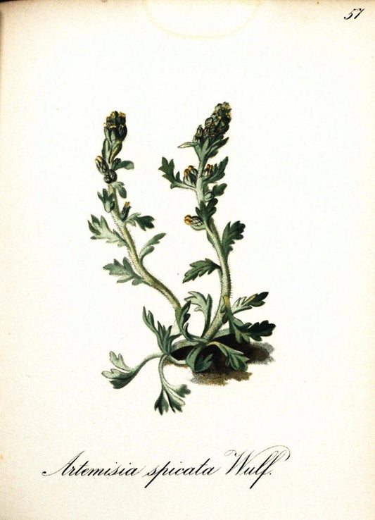 Die Alpenpflanzen nach der Natur gemalt /.Prag :F. Tempsky,1879-1884.  | Alps Botany "Mountain plants" "Pictorial works" "United States Geological Survey" | Vintage Print Reproduction 470345
