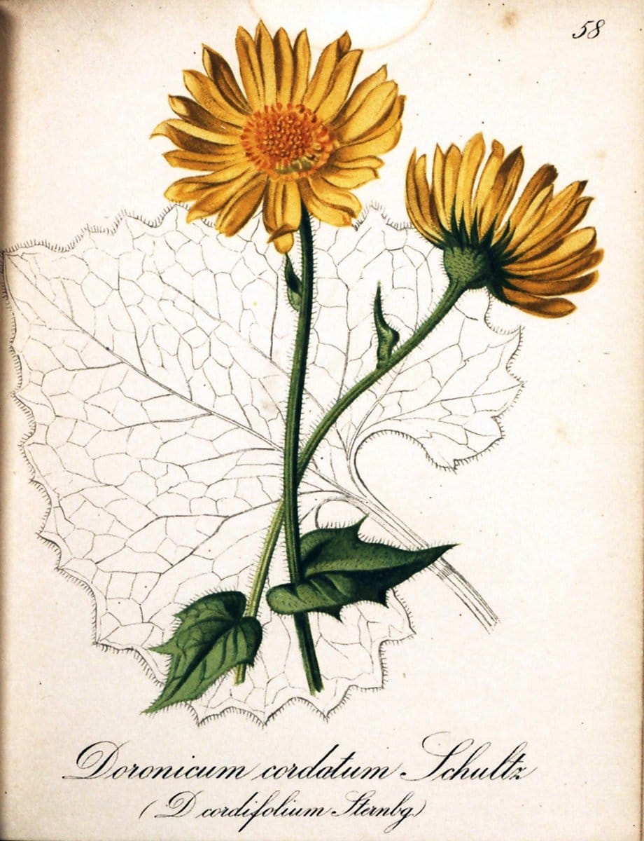 Die Alpenpflanzen nach der Natur gemalt /.Prag :F. Tempsky,1879-1884.  | Alps Botany "Mountain plants" "Pictorial works" "United States Geological Survey" | Vintage Print Reproduction 470346