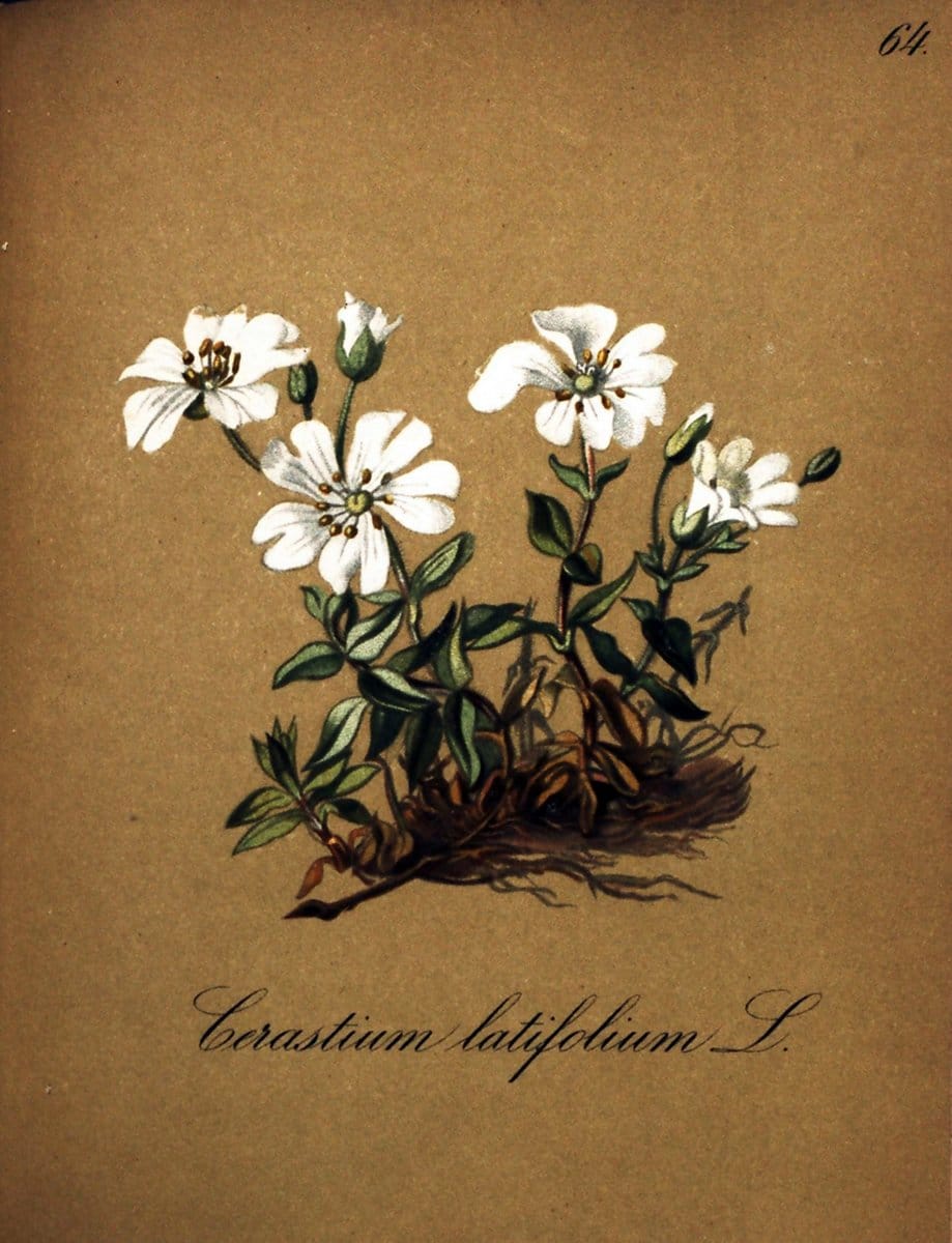Die Alpenpflanzen nach der Natur gemalt /.Prag :F. Tempsky,1879-1884. | Alps Botany "Mountain plants" "Pictorial works" "United States Geological Survey" | Vintage Print Reproduction 470347