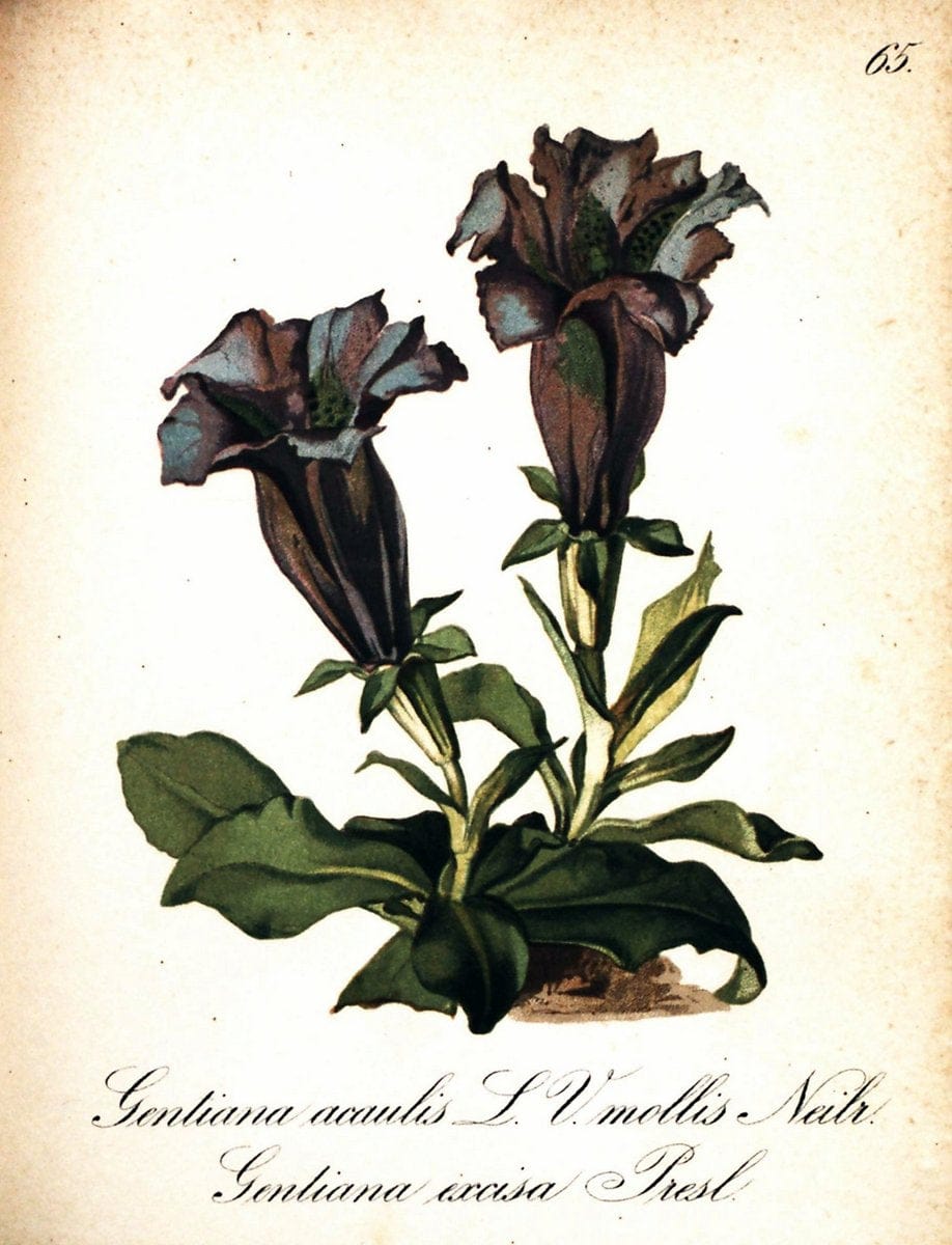 Die Alpenpflanzen nach der Natur gemalt /.Prag :F. Tempsky,1879-1884. | Alps Botany "Mountain plants" "Pictorial works" "United States Geological Survey" | Vintage Print Reproduction 470348