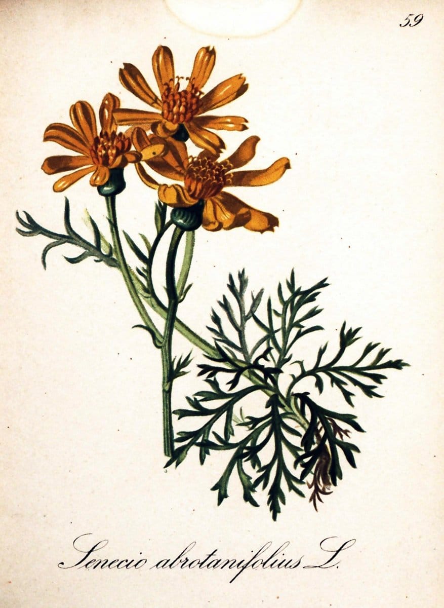 Die Alpenpflanzen nach der Natur gemalt /.Prag :F. Tempsky,1879-1884.  | Alps Botany "Mountain plants" "Pictorial works" "United States Geological Survey" | Vintage Print Reproduction 470349