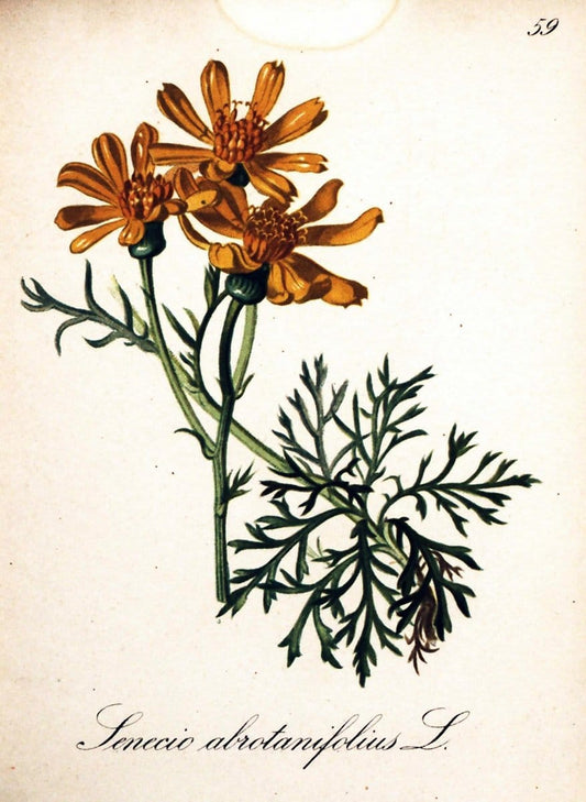 Die Alpenpflanzen nach der Natur gemalt /.Prag :F. Tempsky,1879-1884.  | Alps Botany "Mountain plants" "Pictorial works" "United States Geological Survey" | Vintage Print Reproduction 470349