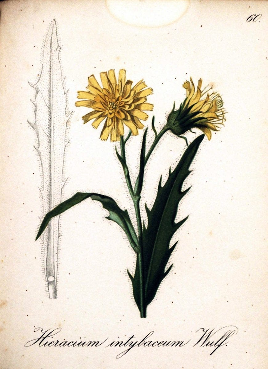 Die Alpenpflanzen nach der Natur gemalt /.Prag :F. Tempsky,1879-1884.  | Alps Botany "Mountain plants" "Pictorial works" "United States Geological Survey" | Vintage Print Reproduction 470350