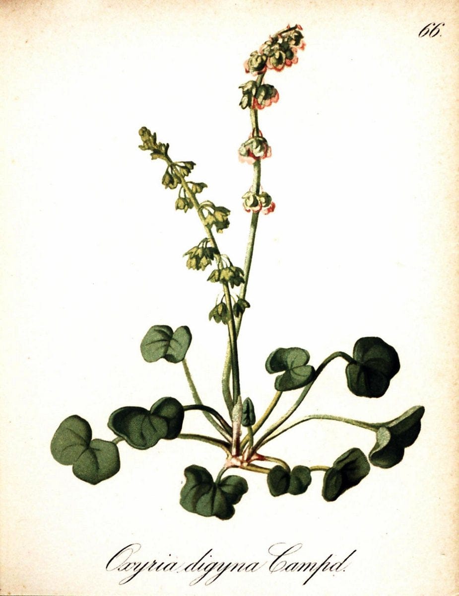 Die Alpenpflanzen nach der Natur gemalt /.Prag :F. Tempsky,1879-1884. | Alps Botany "Mountain plants" "Pictorial works" "United States Geological Survey" | Vintage Print Reproduction 470351