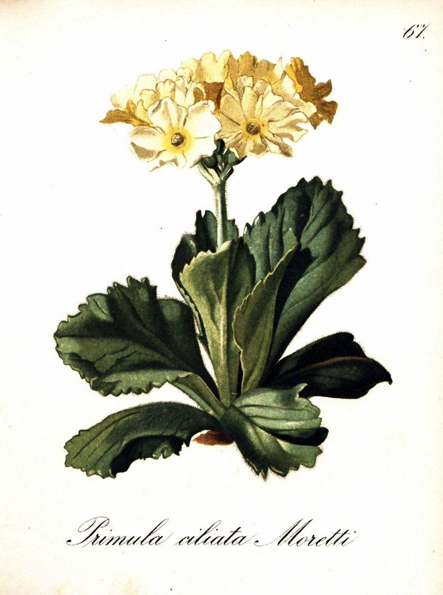 Die Alpenpflanzen nach der Natur gemalt /.Prag :F. Tempsky,1879-1884. | Alps Botany "Mountain plants" "Pictorial works" "United States Geological Survey" | Vintage Print Reproduction 470352