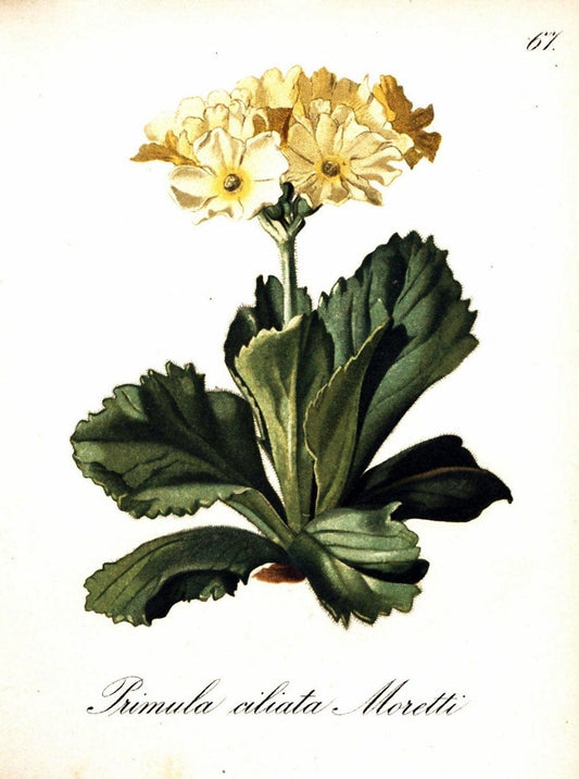 Die Alpenpflanzen nach der Natur gemalt /.Prag :F. Tempsky,1879-1884. | Alps Botany "Mountain plants" "Pictorial works" "United States Geological Survey" | Vintage Print Reproduction 470352