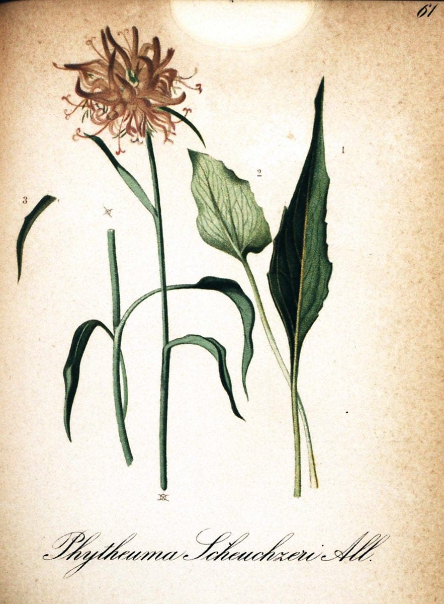 Die Alpenpflanzen nach der Natur gemalt /.Prag :F. Tempsky,1879-1884.  | Alps Botany "Mountain plants" "Pictorial works" "United States Geological Survey" | Vintage Print Reproduction 470353