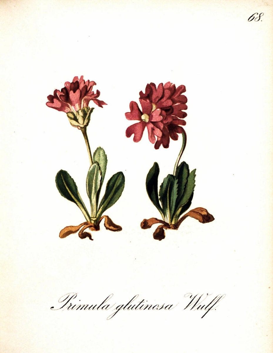 Die Alpenpflanzen nach der Natur gemalt /.Prag :F. Tempsky,1879-1884. | Alps Botany "Mountain plants" "Pictorial works" "United States Geological Survey" | Vintage Print Reproduction 470354