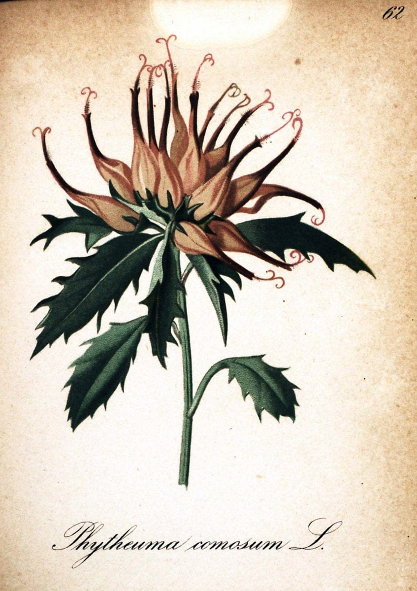 Die Alpenpflanzen nach der Natur gemalt /.Prag :F. Tempsky,1879-1884.  | Alps Botany "Mountain plants" "Pictorial works" "United States Geological Survey" | Vintage Print Reproduction 470355