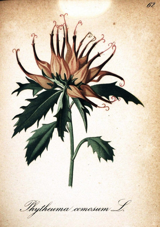 Die Alpenpflanzen nach der Natur gemalt /.Prag :F. Tempsky,1879-1884.  | Alps Botany "Mountain plants" "Pictorial works" "United States Geological Survey" | Vintage Print Reproduction 470355