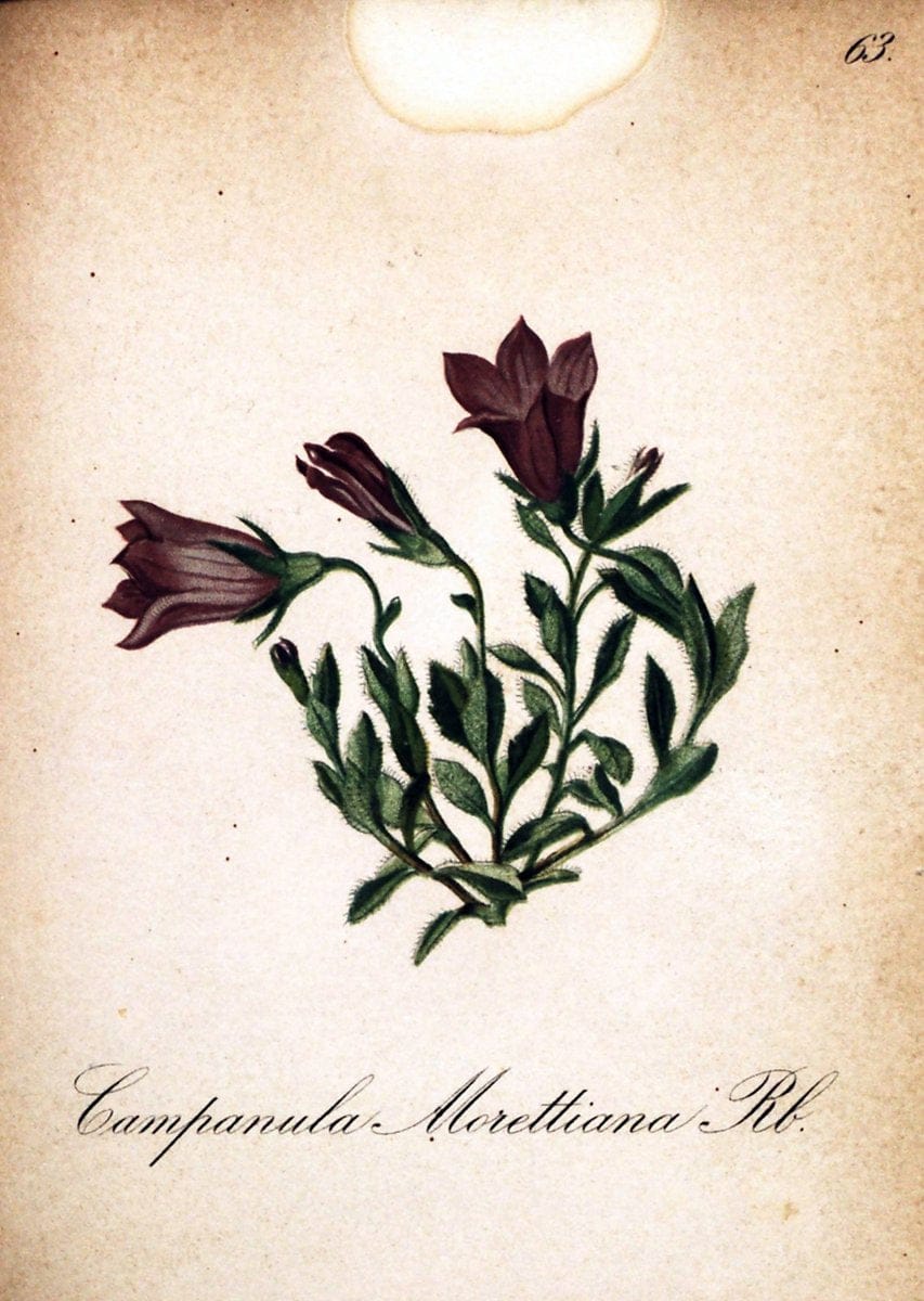Die Alpenpflanzen nach der Natur gemalt /.Prag :F. Tempsky,1879-1884.  | Alps Botany "Mountain plants" "Pictorial works" "United States Geological Survey" | Vintage Print Reproduction 470356