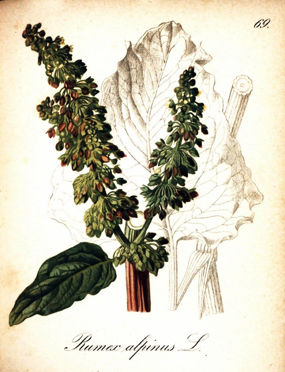 Die Alpenpflanzen nach der Natur gemalt /.Prag :F. Tempsky,1879-1884. | Alps Botany "Mountain plants" "Pictorial works" "United States Geological Survey" | Vintage Print Reproduction 470357