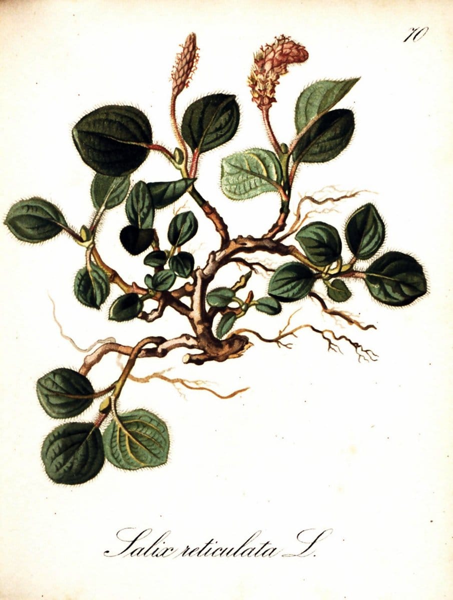 Die Alpenpflanzen nach der Natur gemalt /.Prag :F. Tempsky,1879-1884. | Alps Botany "Mountain plants" "Pictorial works" "United States Geological Survey" | Vintage Print Reproduction 470358