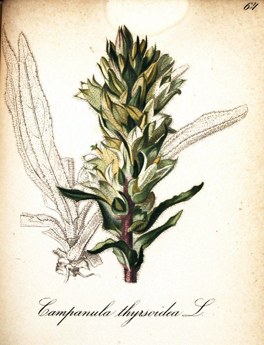Die Alpenpflanzen nach der Natur gemalt /.Prag :F. Tempsky,1879-1884.  | Alps Botany "Mountain plants" "Pictorial works" "United States Geological Survey" | Vintage Print Reproduction 470359