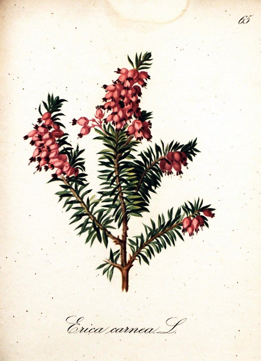 Die Alpenpflanzen nach der Natur gemalt /.Prag :F. Tempsky,1879-1884.  | Alps Botany "Mountain plants" "Pictorial works" "United States Geological Survey" | Vintage Print Reproduction 470360