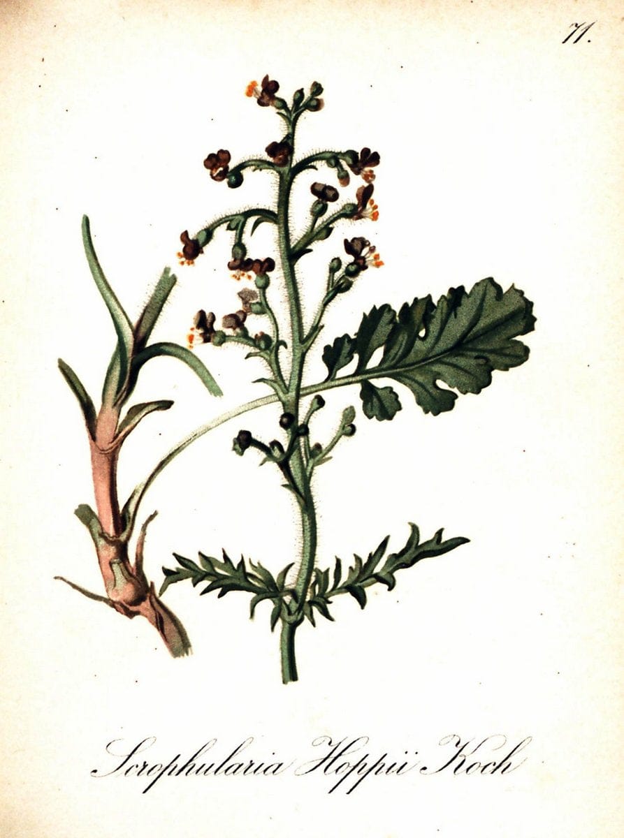 Die Alpenpflanzen nach der Natur gemalt /.Prag :F. Tempsky,1879-1884. | Alps Botany "Mountain plants" "Pictorial works" "United States Geological Survey" | Vintage Print Reproduction 470361