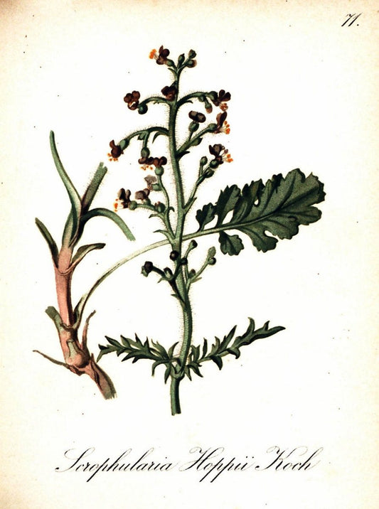 Die Alpenpflanzen nach der Natur gemalt /.Prag :F. Tempsky,1879-1884. | Alps Botany "Mountain plants" "Pictorial works" "United States Geological Survey" | Vintage Print Reproduction 470361