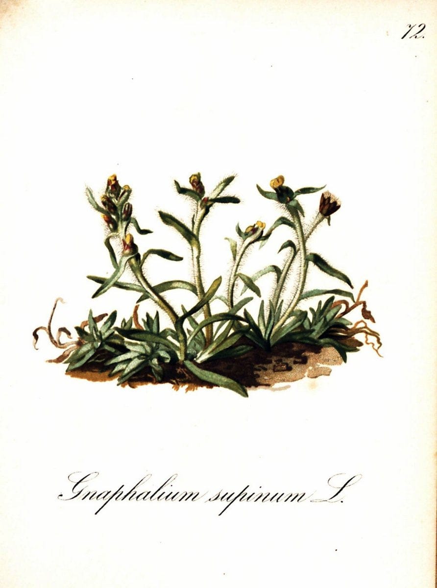 Die Alpenpflanzen nach der Natur gemalt /.Prag :F. Tempsky,1879-1884. | Alps Botany "Mountain plants" "Pictorial works" "United States Geological Survey" | Vintage Print Reproduction 470362