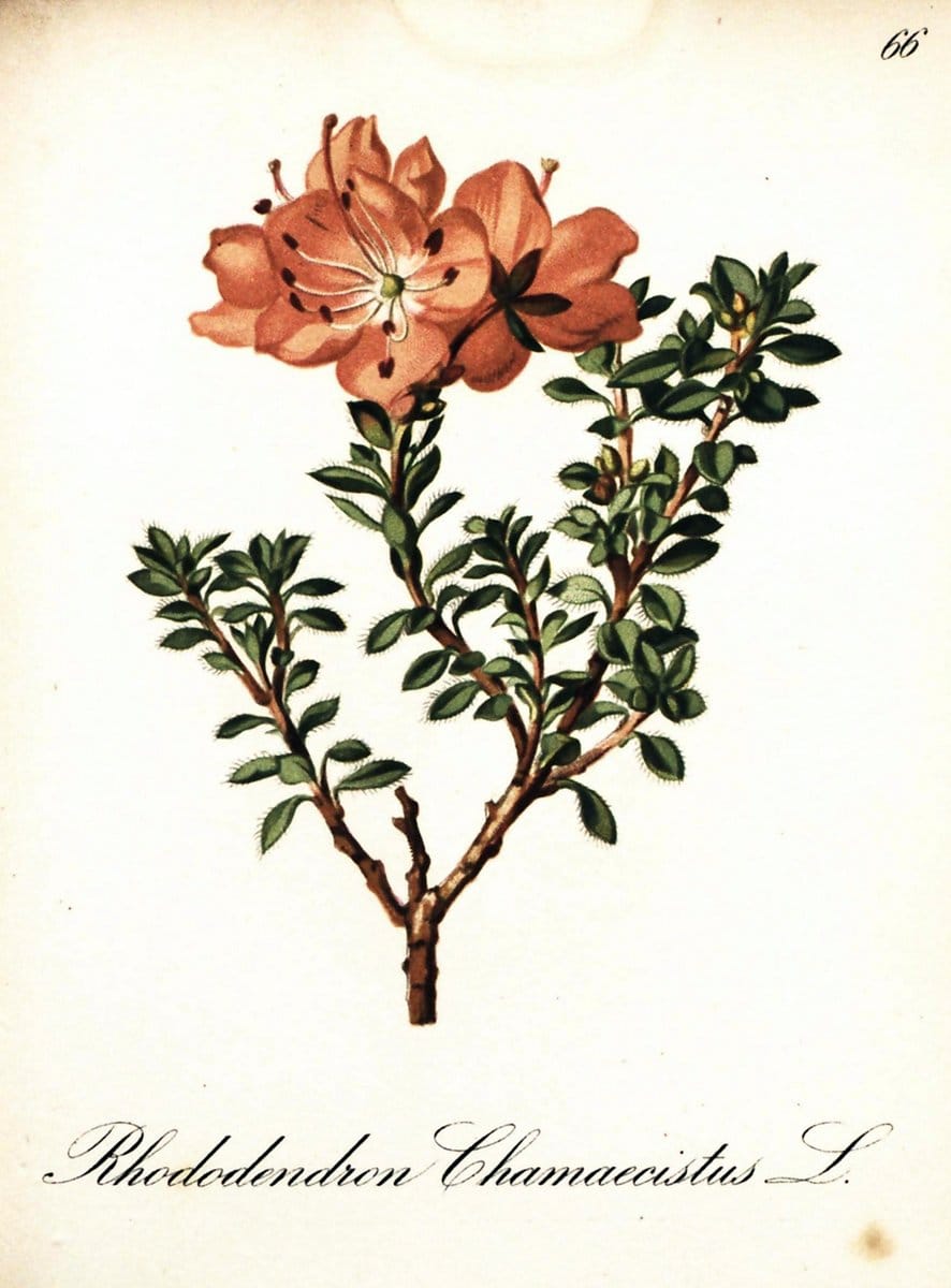 Die Alpenpflanzen nach der Natur gemalt /.Prag :F. Tempsky,1879-1884.  | Alps Botany "Mountain plants" "Pictorial works" "United States Geological Survey" | Vintage Print Reproduction 470363