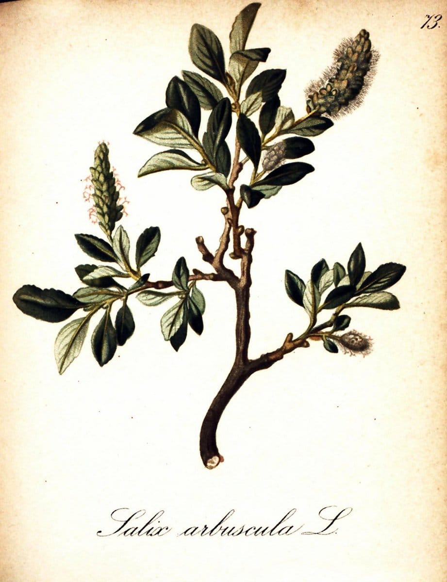Die Alpenpflanzen nach der Natur gemalt /.Prag :F. Tempsky,1879-1884. | Alps Botany "Mountain plants" "Pictorial works" "United States Geological Survey" | Vintage Print Reproduction 470364