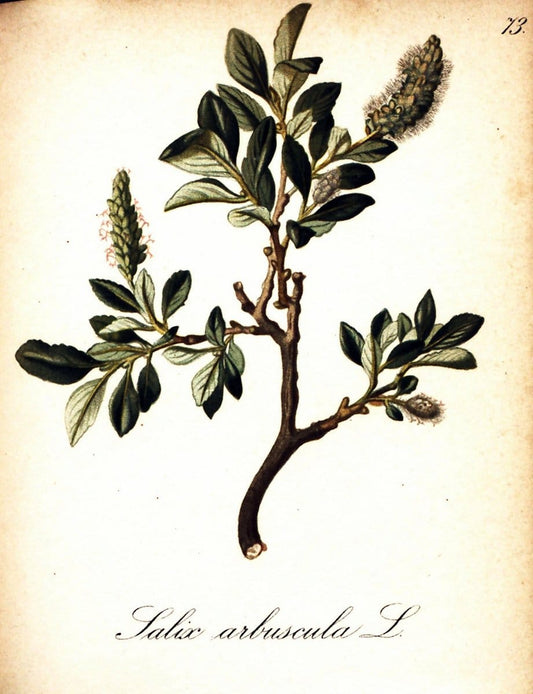 Die Alpenpflanzen nach der Natur gemalt /.Prag :F. Tempsky,1879-1884. | Alps Botany "Mountain plants" "Pictorial works" "United States Geological Survey" | Vintage Print Reproduction 470364