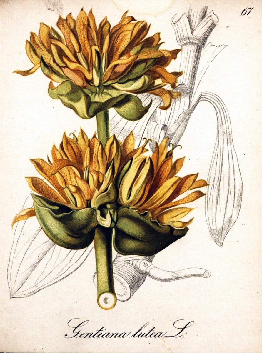 Die Alpenpflanzen nach der Natur gemalt /.Prag :F. Tempsky,1879-1884.  | Alps Botany "Mountain plants" "Pictorial works" "United States Geological Survey" | Vintage Print Reproduction 470365