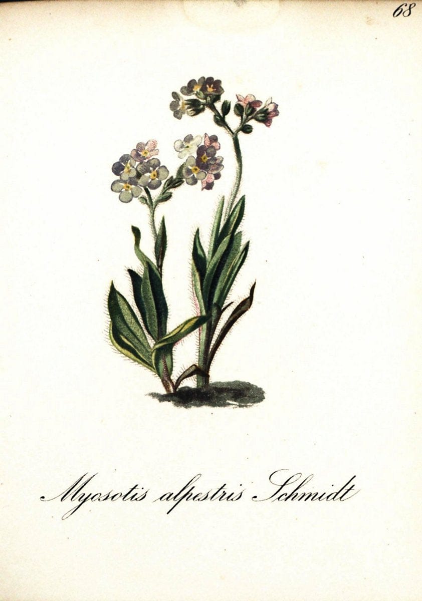 Die Alpenpflanzen nach der Natur gemalt /.Prag :F. Tempsky,1879-1884.  | Alps Botany "Mountain plants" "Pictorial works" "United States Geological Survey" | Vintage Print Reproduction 470366