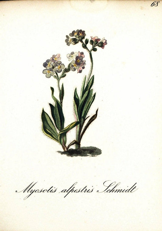 Die Alpenpflanzen nach der Natur gemalt /.Prag :F. Tempsky,1879-1884.  | Alps Botany "Mountain plants" "Pictorial works" "United States Geological Survey" | Vintage Print Reproduction 470366