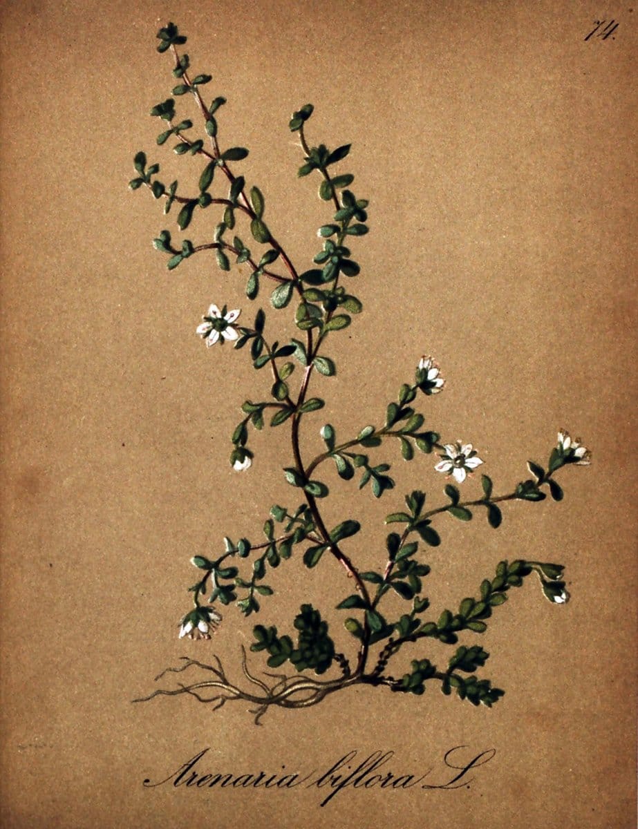 Die Alpenpflanzen nach der Natur gemalt /.Prag :F. Tempsky,1879-1884. | Alps Botany "Mountain plants" "Pictorial works" "United States Geological Survey" | Vintage Print Reproduction 470367