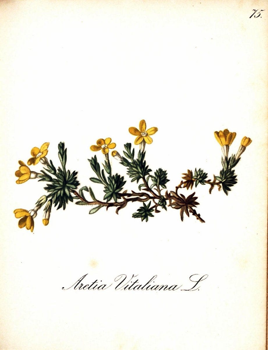Die Alpenpflanzen nach der Natur gemalt /.Prag :F. Tempsky,1879-1884. | Alps Botany "Mountain plants" "Pictorial works" "United States Geological Survey" | Vintage Print Reproduction 470368