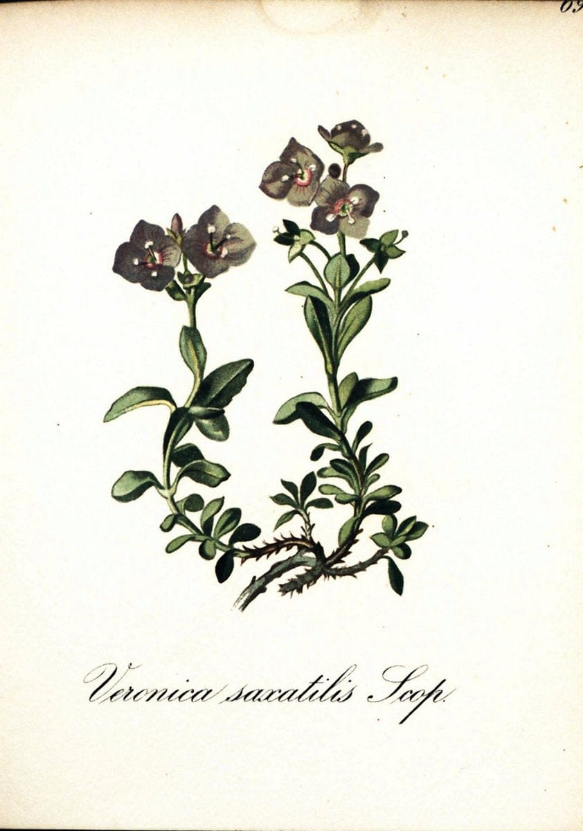Die Alpenpflanzen nach der Natur gemalt /.Prag :F. Tempsky,1879-1884.  | Alps Botany "Mountain plants" "Pictorial works" "United States Geological Survey" | Vintage Print Reproduction 470369