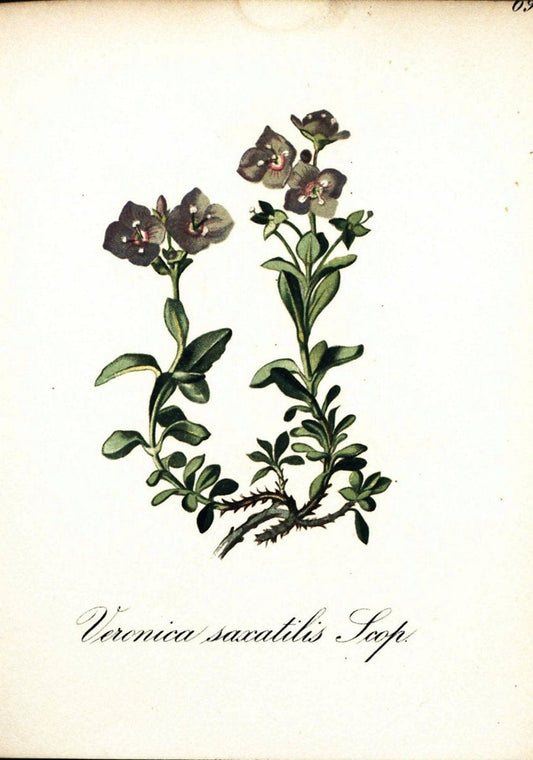Die Alpenpflanzen nach der Natur gemalt /.Prag :F. Tempsky,1879-1884.  | Alps Botany "Mountain plants" "Pictorial works" "United States Geological Survey" | Vintage Print Reproduction 470369