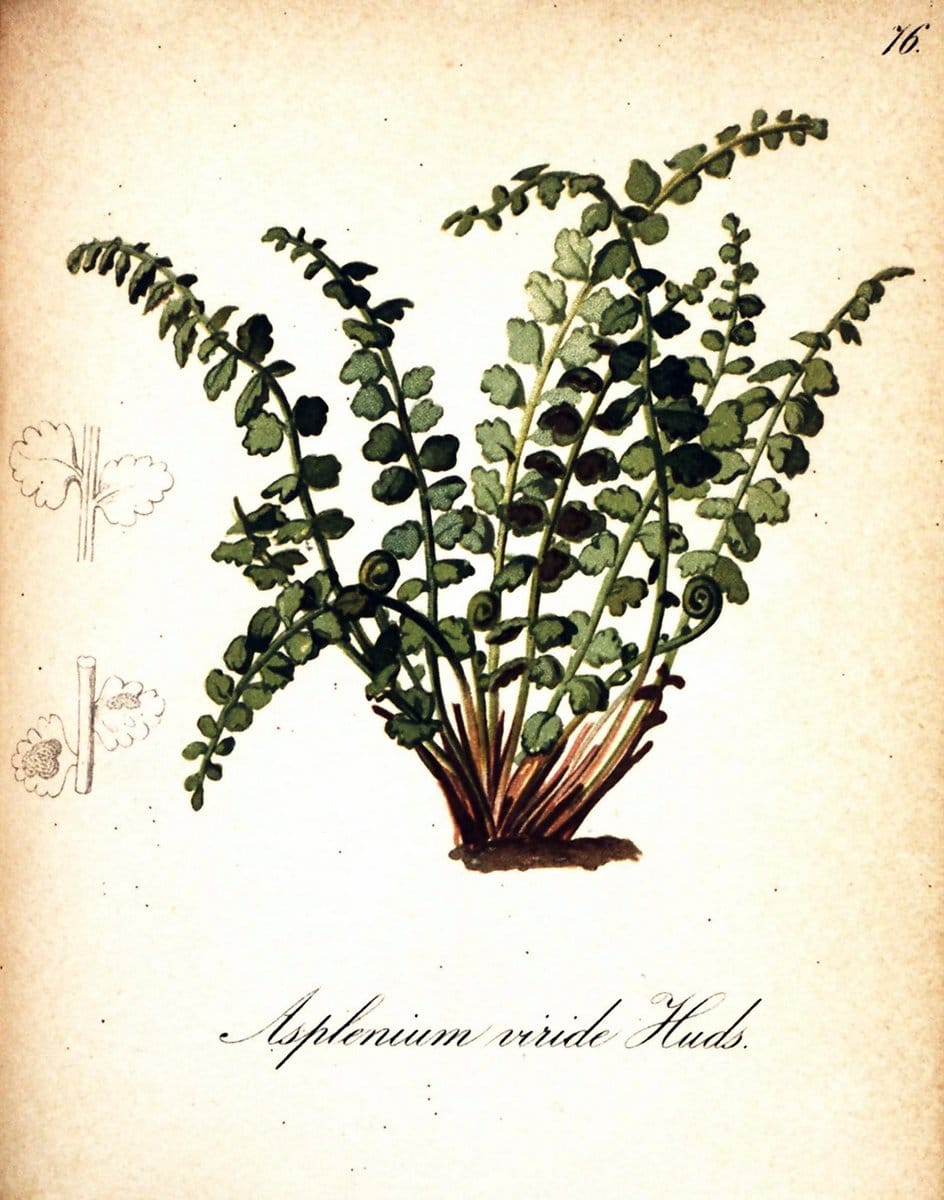 Die Alpenpflanzen nach der Natur gemalt /.Prag :F. Tempsky,1879-1884. | Alps Botany "Mountain plants" "Pictorial works" "United States Geological Survey" | Vintage Print Reproduction 470370