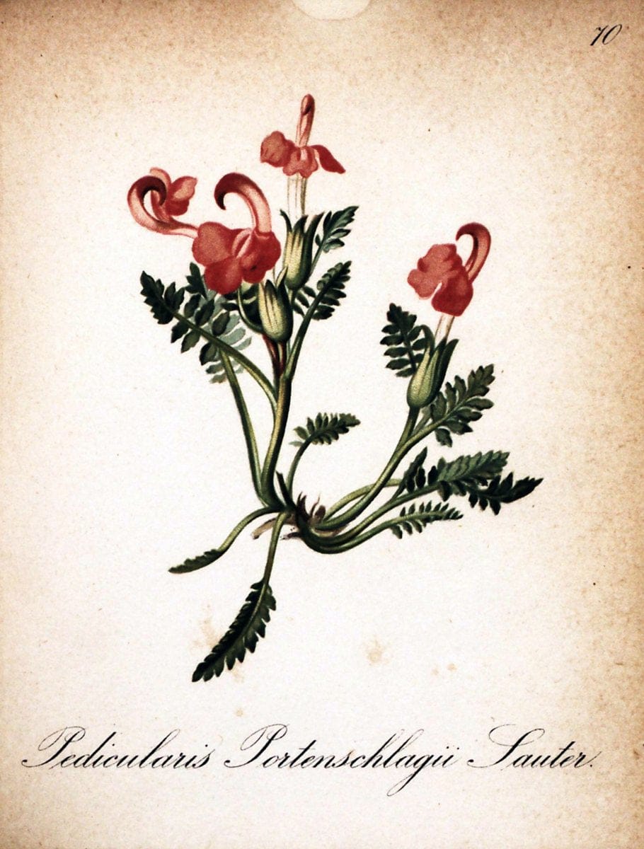 Die Alpenpflanzen nach der Natur gemalt /.Prag :F. Tempsky,1879-1884.  | Alps Botany "Mountain plants" "Pictorial works" "United States Geological Survey" | Vintage Print Reproduction 470371