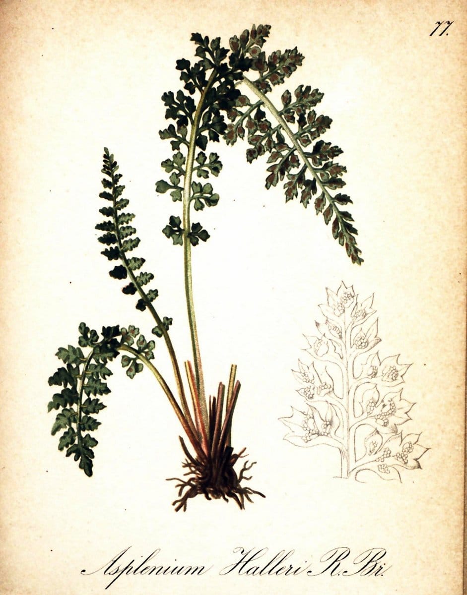 Die Alpenpflanzen nach der Natur gemalt /.Prag :F. Tempsky,1879-1884. | Alps Botany "Mountain plants" "Pictorial works" "United States Geological Survey" | Vintage Print Reproduction 470372