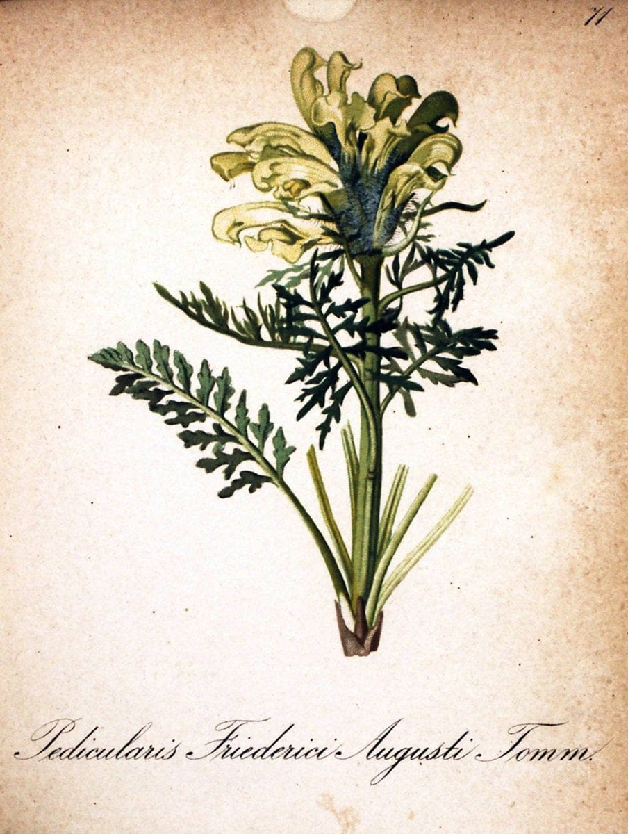 Die Alpenpflanzen nach der Natur gemalt /.Prag :F. Tempsky,1879-1884.  | Alps Botany "Mountain plants" "Pictorial works" "United States Geological Survey" | Vintage Print Reproduction 470373