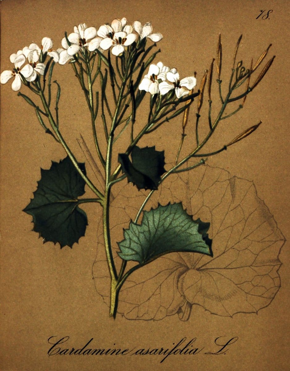 Die Alpenpflanzen nach der Natur gemalt /.Prag :F. Tempsky,1879-1884. | Alps Botany "Mountain plants" "Pictorial works" "United States Geological Survey" | Vintage Print Reproduction 470374