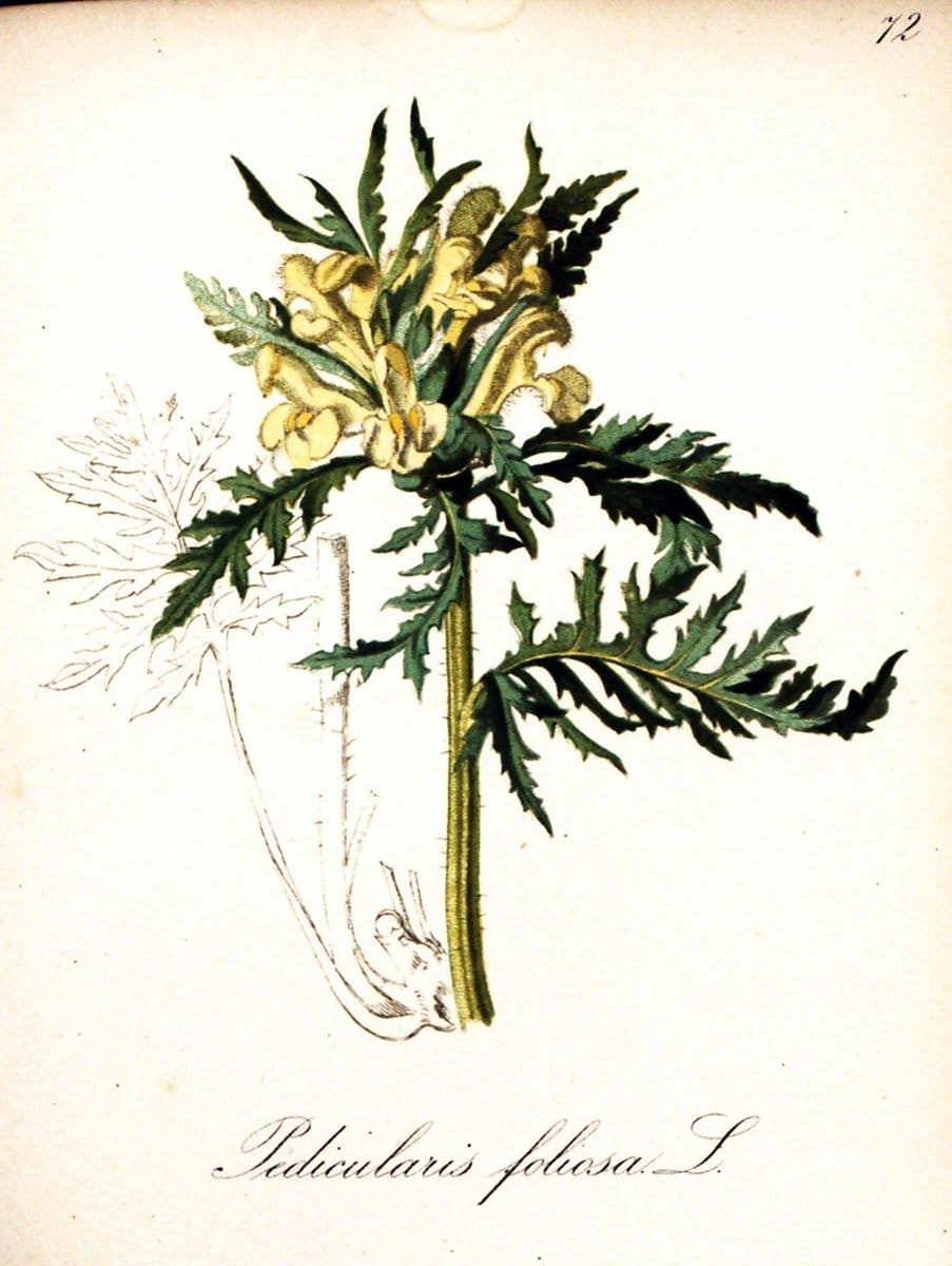 Die Alpenpflanzen nach der Natur gemalt /.Prag :F. Tempsky,1879-1884.  | Alps Botany "Mountain plants" "Pictorial works" "United States Geological Survey" | Vintage Print Reproduction 470375