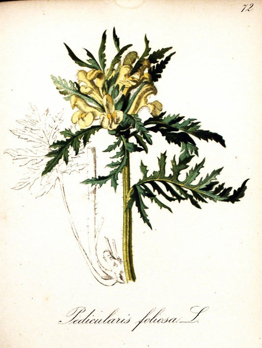 Die Alpenpflanzen nach der Natur gemalt /.Prag :F. Tempsky,1879-1884.  | Alps Botany "Mountain plants" "Pictorial works" "United States Geological Survey" | Vintage Print Reproduction 470375