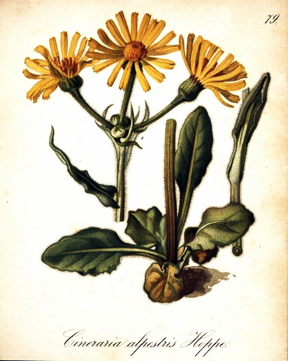 Die Alpenpflanzen nach der Natur gemalt /.Prag :F. Tempsky,1879-1884. | Alps Botany "Mountain plants" "Pictorial works" "United States Geological Survey" | Vintage Print Reproduction 470376