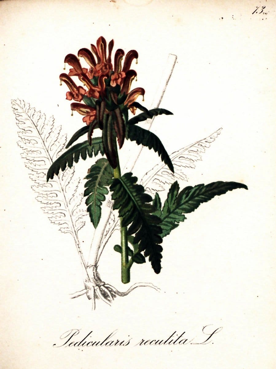 Die Alpenpflanzen nach der Natur gemalt /.Prag :F. Tempsky,1879-1884.  | Alps Botany "Mountain plants" "Pictorial works" "United States Geological Survey" | Vintage Print Reproduction 470377
