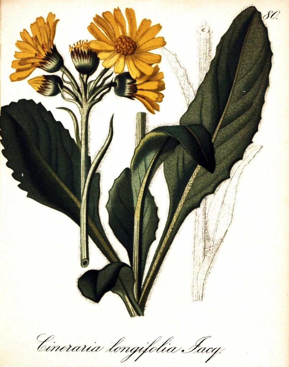 Die Alpenpflanzen nach der Natur gemalt /.Prag :F. Tempsky,1879-1884. | Alps Botany "Mountain plants" "Pictorial works" "United States Geological Survey" | Vintage Print Reproduction 470378