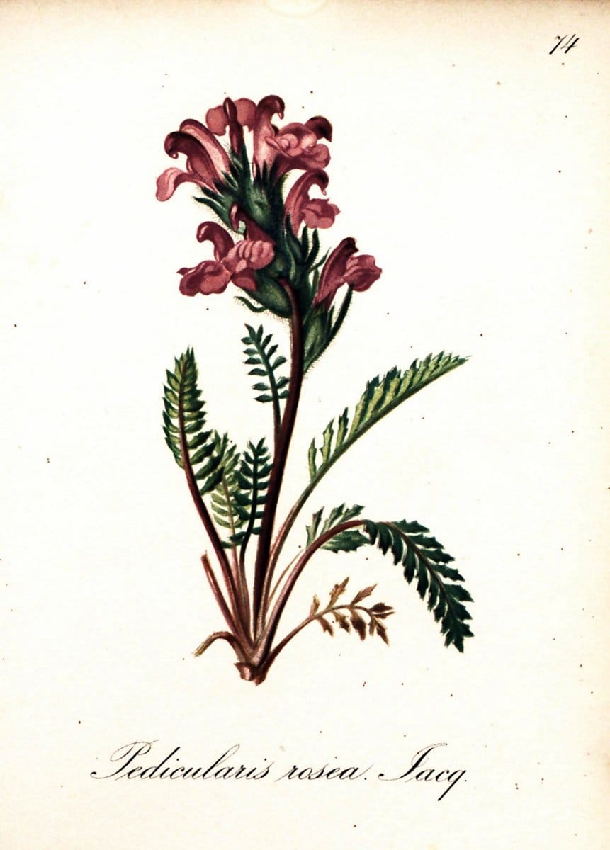 Die Alpenpflanzen nach der Natur gemalt /.Prag :F. Tempsky,1879-1884.  | Alps Botany "Mountain plants" "Pictorial works" "United States Geological Survey" | Vintage Print Reproduction 470379