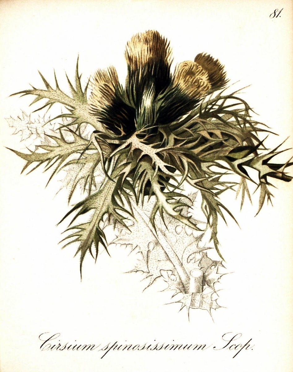 Die Alpenpflanzen nach der Natur gemalt /.Prag :F. Tempsky,1879-1884. | Alps Botany "Mountain plants" "Pictorial works" "United States Geological Survey" | Vintage Print Reproduction 470380