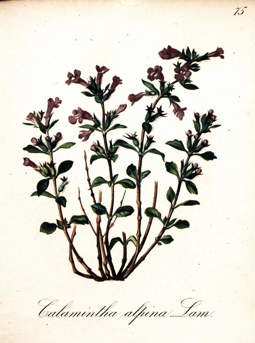 Die Alpenpflanzen nach der Natur gemalt /.Prag :F. Tempsky,1879-1884.  | Alps Botany "Mountain plants" "Pictorial works" "United States Geological Survey" | Vintage Print Reproduction 470381