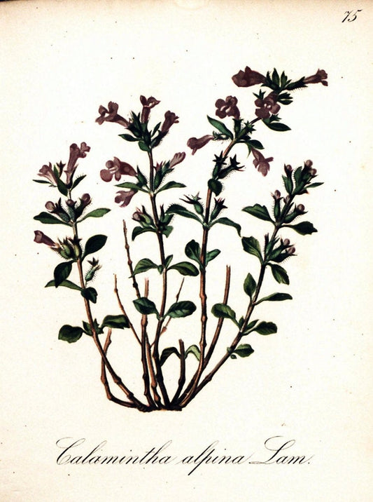 Die Alpenpflanzen nach der Natur gemalt /.Prag :F. Tempsky,1879-1884.  | Alps Botany "Mountain plants" "Pictorial works" "United States Geological Survey" | Vintage Print Reproduction 470381