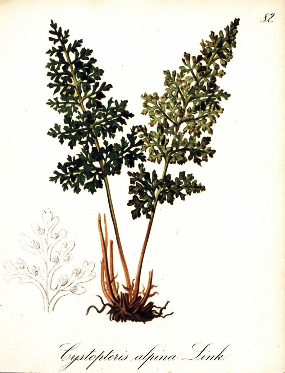 Die Alpenpflanzen nach der Natur gemalt /.Prag :F. Tempsky,1879-1884. | Alps Botany "Mountain plants" "Pictorial works" "United States Geological Survey" | Vintage Print Reproduction 470382